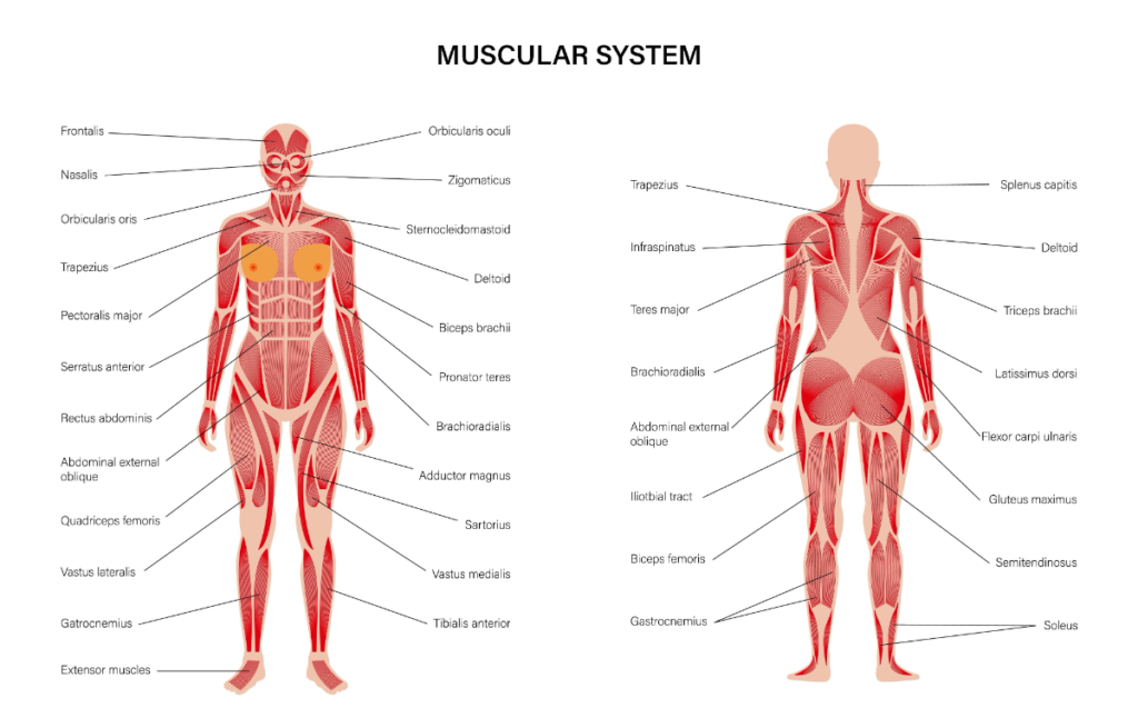 How Ozempic can cause deterioration in the muscle system.
